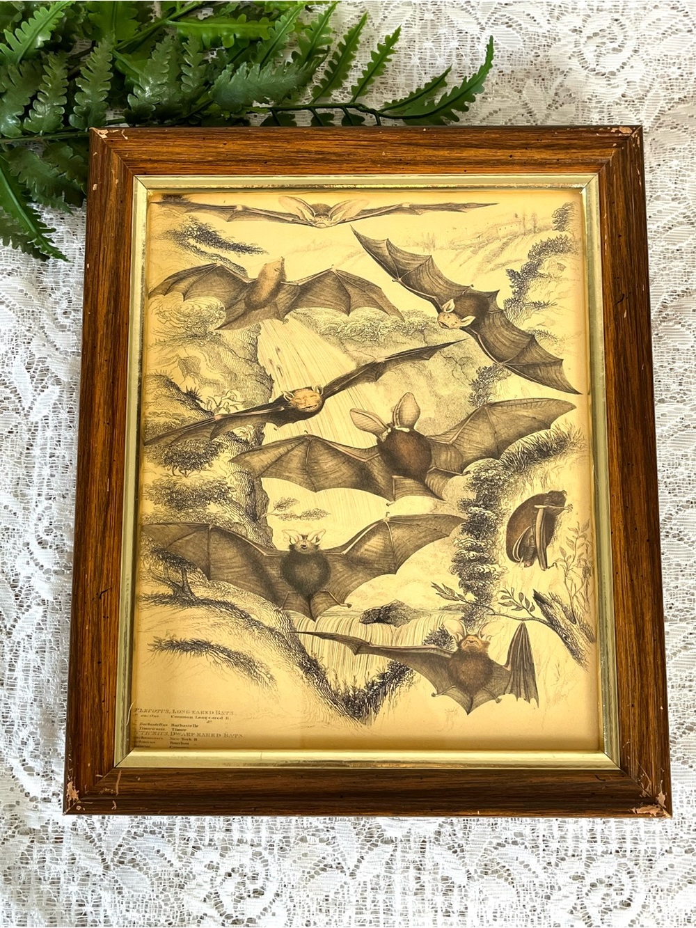 Vintage Solid Wood Framed Bat Decor 8x10